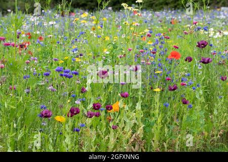 Pré de fleurs sauvages anglais Banque D'Images