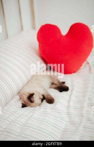 Mignon petit chaton blanc avec des oreilles noires est accrochées dans un lit blanc dormir avec une forme de coeur bourré Banque D'Images