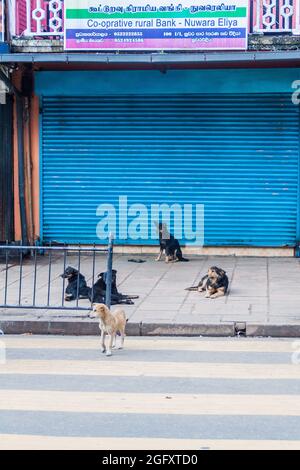 NUWARA ELIYA, SRI LANKA - 16 JUILLET 2016 : chiens errants dans une rue de la ville de Nuwara Eliya. Banque D'Images