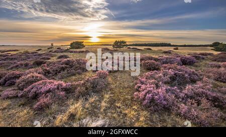 Magnifique paysage de la lande dans le parc national Hoge Veluwe, province de Gelderland, pays-Bas. Paysage scène de la nature en Europe. Banque D'Images