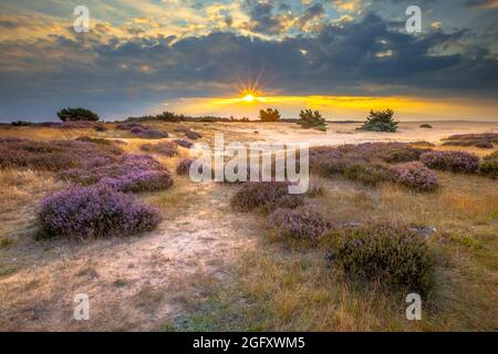 Hathland et dunes de sable mouvantes dans le parc national de Hoge Veluwe autour du coucher du soleil sous un ciel nuageux en août. Banque D'Images