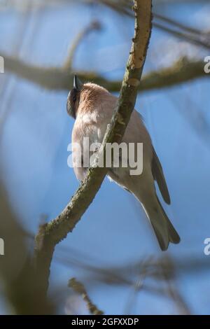 Chaffinch (Fringilla coelebs) assis dans l'arbre Banque D'Images