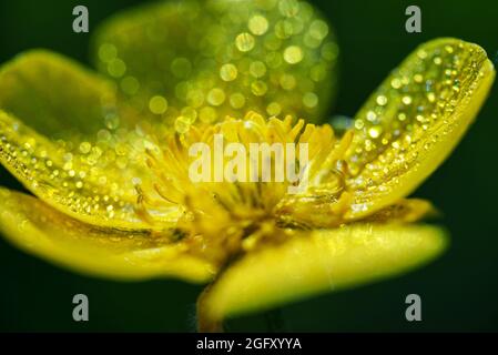 Vue macro des gouttes de rosée sur la fleur jaune. Ranunculus repens. Banque D'Images