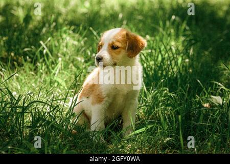 mère chien prendre soin chiots avec amour Banque D'Images