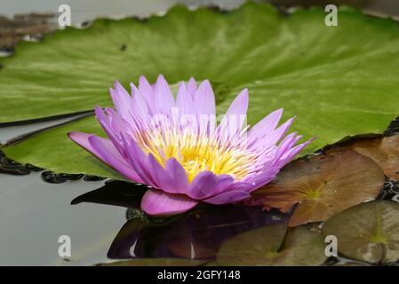 Nénuphars violet et jaune (Nymphaeaceae) Banque D'Images