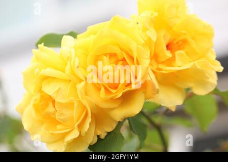 Fleurs jaunes de Floribunda Rose ' Arthur Bell ' Banque D'Images