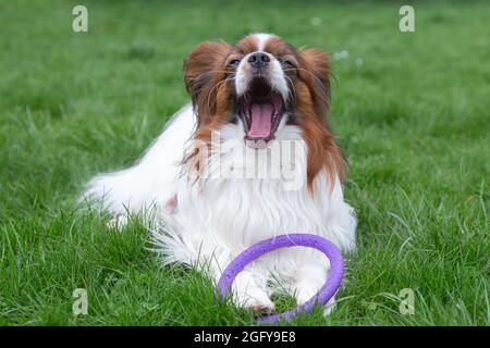 Un papillon de chien heureux de race purée avec anneau de jouet sur l'arrière-cour Banque D'Images