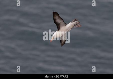 Albatros brun noir en vol, Bempton Cliffs, East Yorkshire, Royaume-Uni Banque D'Images