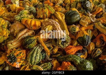 Assortiment de formes et de tailles uniques de gourdes ensemble dans un tas pour les vacances d'automne à la vente sur un marché agricole Banque D'Images