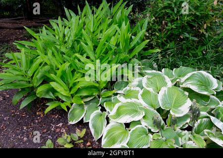 Myoga Shade Ginger Zingiber mioga, Hosta Hampshire County dans le jardin Banque D'Images