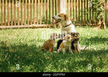 mère chien prendre soin chiots avec amour Banque D'Images