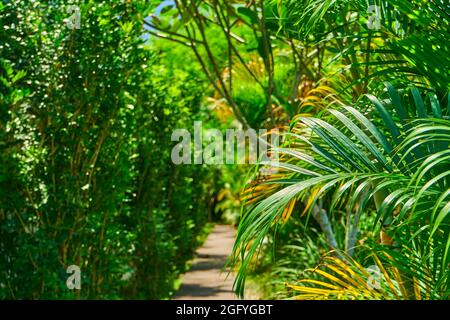 Sentier de randonnée dans le parc à travers les plantes vertes denses sous-poussent. Banque D'Images