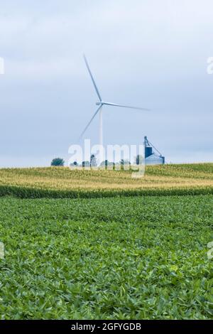 Près de Earlville, Iowa. Les lames du moulin à vent tournent lentement derrière les bacs de stockage de grain. Graines de soja et champ de maïs en premier plan. Banque D'Images