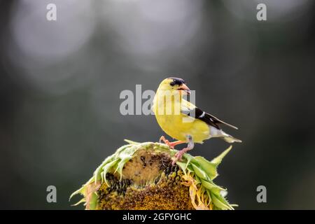 Mâle Goldfinch de l'est (Carduelis tristis) sur tournesol avec fond bokeh sombre et spectaculaire Banque D'Images