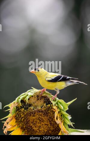 Mâle Goldfinch de l'est (Carduelis tristis) sur tournesol avec fond bokeh sombre et spectaculaire Banque D'Images