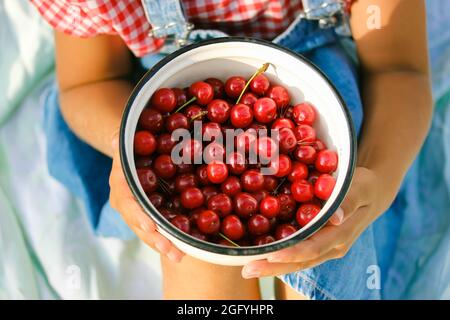 Cueillette de cerises Stella. Cerises fraîchement cueillies dans un jardin. Beaucoup de baies rouges mûres dans un bol en métal blanc dans les mains de petite fille vue du dessus, 5-10 ans Banque D'Images