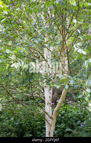 Betula utilis var. Jacquemontii - bouleau de l'Himalaya à barbelés blancs, gros plan. Banque D'Images