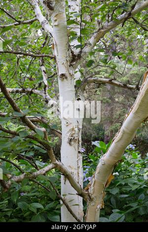 Betula utilis var. Jacquemontii - bouleau de l'Himalaya à barbelés blancs, gros plan. Banque D'Images