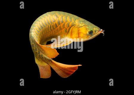 L'arowana asiatique, poisson-dragon (Scleropages formosus) sur fond bleu isolé. Le bleu de Malaisie, croisé d'or, est un poisson d'eau douce originaire de Penin Banque D'Images