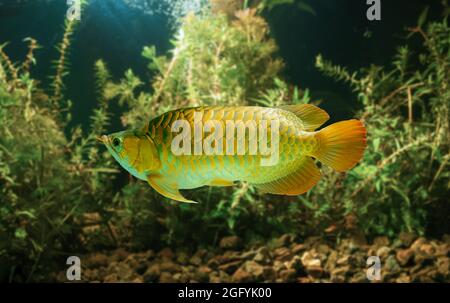 L'arowana asiatique, poisson-dragon (Scleropages formosus) sur fond bleu isolé. Le bleu de Malaisie, croisé d'or, est un poisson d'eau douce originaire de Penin Banque D'Images