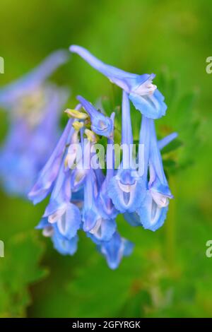 Corydalis flexuosa, Lerchensporn, égszínkék keltike, Chine Banque D'Images