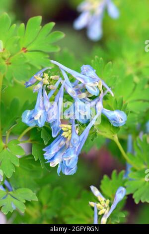 Corydalis flexuosa, Lerchensporn, égszínkék keltike, Chine Banque D'Images