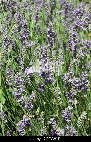 Lavande, vraie lavande ou lavande anglaise, Echter Lavendel, Lavandula angustifolia, levendula, Hongrie, Magyarország, Europe Banque D'Images