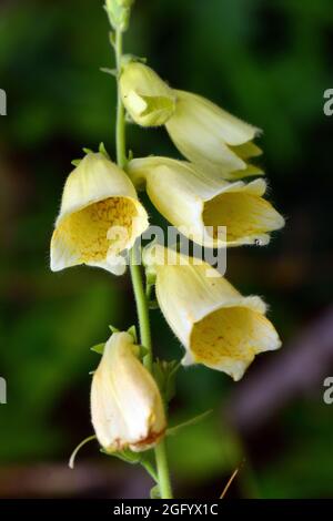 Boeufs jaunes, boeufs à grandes fleurs, Großblütiger Fingerhut, Digitalis grandiflora, sárga gyűszűvirág, Hongrie, Magyarország, Europe Banque D'Images