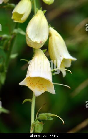 Boeufs jaunes, boeufs à grandes fleurs, Großblütiger Fingerhut, Digitalis grandiflora, sárga gyűszűvirág, Hongrie, Magyarország, Europe Banque D'Images