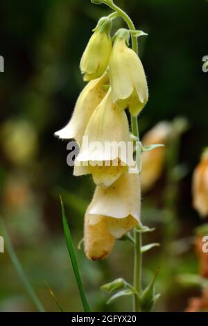 Boeufs jaunes, boeufs à grandes fleurs, Großblütiger Fingerhut, Digitalis grandiflora, sárga gyűszűvirág, Hongrie, Magyarország, Europe Banque D'Images