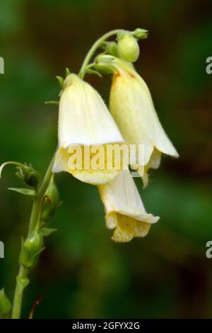 Boeufs jaunes, boeufs à grandes fleurs, Großblütiger Fingerhut, Digitalis grandiflora, sárga gyűszűvirág, Hongrie, Magyarország, Europe Banque D'Images