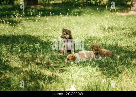 mère chien prendre soin chiots avec amour Banque D'Images