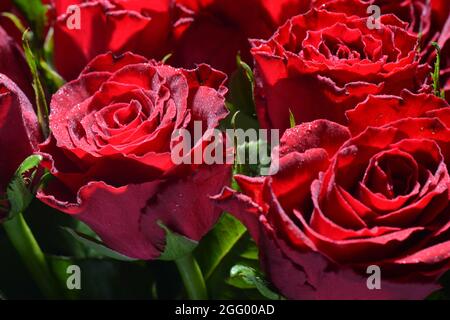 rose rouge foncé frais gros plan texture fond, roses pour le festin Banque D'Images