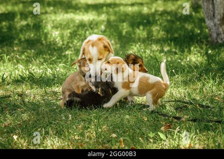 mère chien prendre soin chiots avec amour Banque D'Images