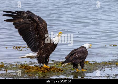 Paire d'aigles à tête blanche américains sur la plage On appelle, Port Hardy, île de Vancouver, C.-B., Canada Banque D'Images