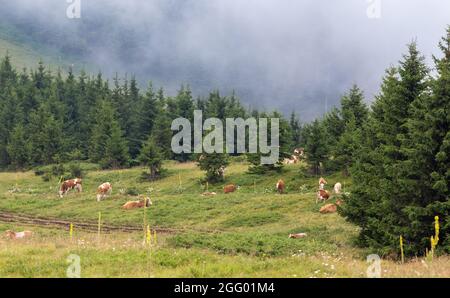 Groupe de vaches simmental qui broutage dans un pré en face de la forêt à feuilles persistantes sur les montagnes des Balkans en Serbie, le froid jour d'été. natur traditionnel et sain Banque D'Images