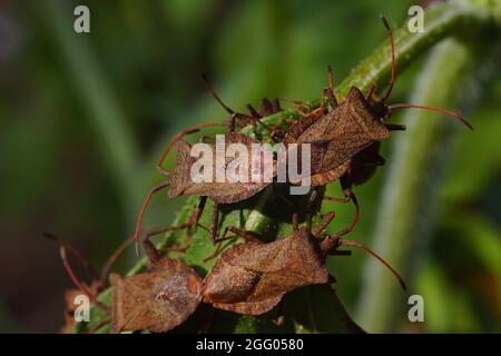 Insecte étranger et invasif en Europe. Toujours dans de nouvelles zones. La insecte de la graine de conifères de l'Ouest (Leptoglossus occidentalis). Banque D'Images