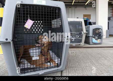 Spangdahlem, Allemagne. 23 août 2021. Expédier des chenils avec des animaux évacués de Kaboul à bord d'un avion passagers Patriot Express attendre que leurs propriétaires les ramasse à la base aérienne de Spangdahlem le 23 août 2021 à Spangdahlem, en Allemagne. Credit: Planetpix/Alamy Live News Banque D'Images