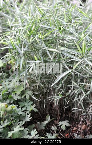 Feuilles ornementales variégées d'avoine sauvage d'Amérique du Nord (Chasmanthium latifolium) dans un jardin en septembre Banque D'Images