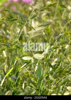 Des épillets ornementaux en suspension aplatis d'avoine sauvage d'Amérique du Nord (Chasmanthium latifolium) dans un jardin en septembre Banque D'Images