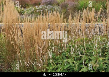 BOTTROP, ALLEMAGNE - 21 AOÛT 2021 : plantation dans un style de prairie vivace conçu par Piet Oudolf dans le parc public de Berne Banque D'Images