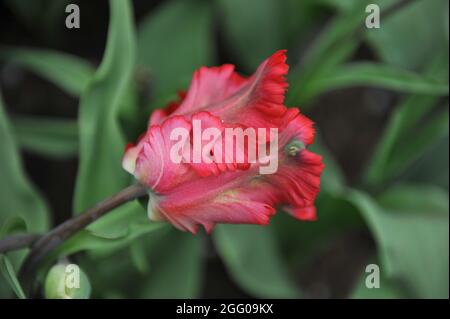 Tulip de perroquet rouge (Tulipa) jardin le feu fleurit dans un jardin en avril Banque D'Images