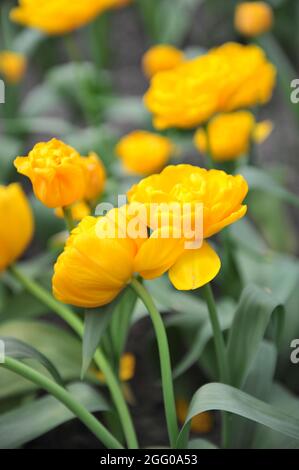 Jaune Double tulipe tardive (Tulipa) la fièvre d'or fleurit dans un jardin en avril Banque D'Images