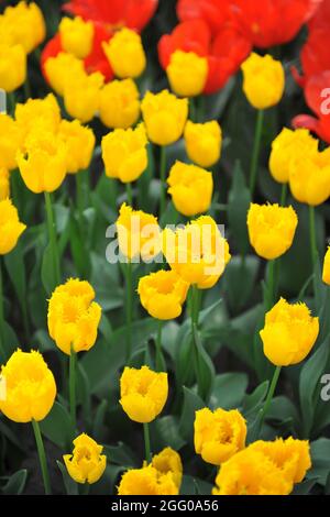 Tulipes jaunes (Tulipa) le poisson doré fleurit dans un jardin en avril Banque D'Images