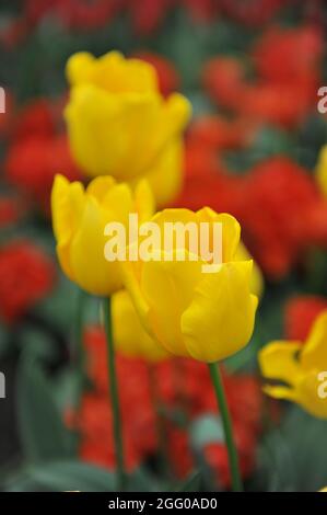 Tulipes de Triumph jaune (Tulipa) Golden Ticket Bloom dans un jardin en avril Banque D'Images