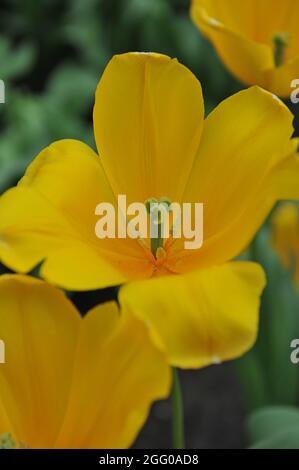 Tulipes de Triumph jaune (Tulipa) le Tycoon doré fleurit dans un jardin en avril Banque D'Images