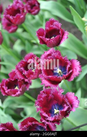 Tulipes à franges violettes (Tulipa) Gorilla fleurit dans un jardin en avril Banque D'Images