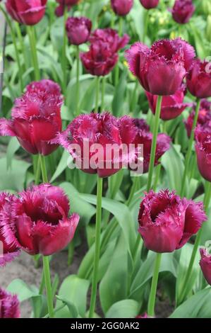 Tulipes à franges violettes (Tulipa) Gorilla fleurit dans un jardin en avril Banque D'Images