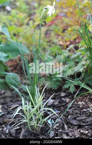 Feuilles ornementales variégées d'avoine sauvage d'Amérique du Nord (Chasmanthium latifolium) dans un jardin en mai Banque D'Images