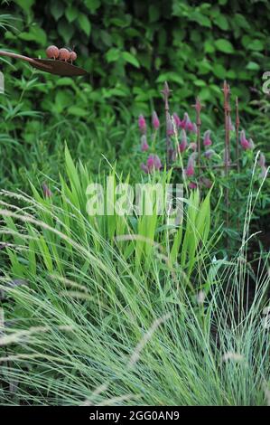 Feuillage ornemental vert Chartreuse de l'avoine sauvage d'Amérique du Nord (Chasmanthium latifolium) dans un jardin en juin Banque D'Images